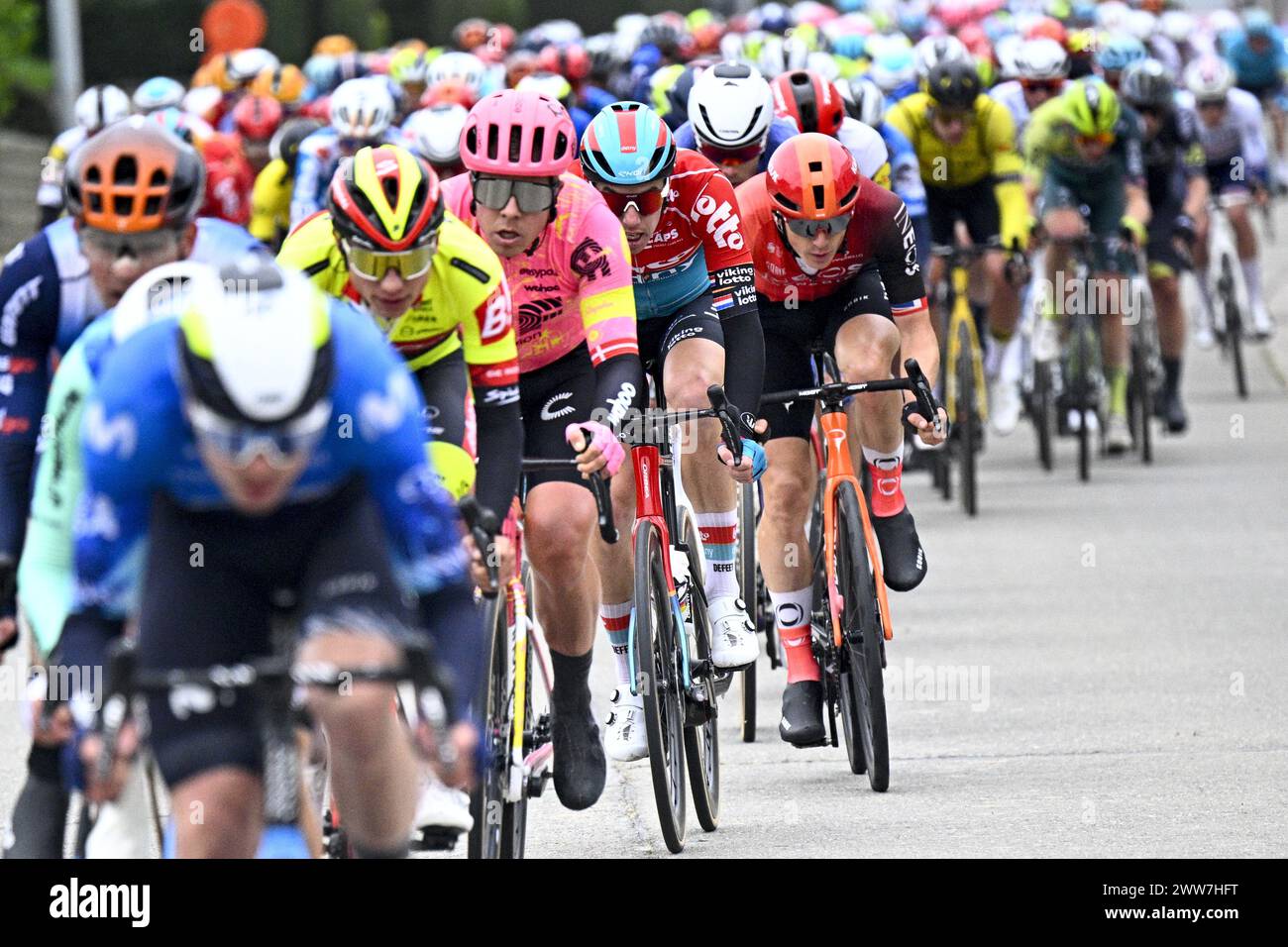 Harelbeke, Belgique. 22 mars 2024. Le peloton de coureurs en action lors de la course cycliste d'une journée 'E3 Saxo Bank Classic', à 207 km de Harelbeke, vendredi 22 mars 2024. BELGA PHOTO JASPER JACOBS crédit : Belga News Agency/Alamy Live News Banque D'Images