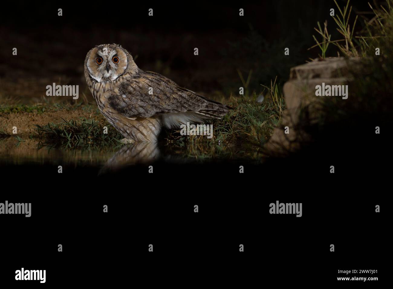 Chouette à longues oreilles (Asio otus) au sol. Ce hibou habite les bois près de la campagne dans tout l'hémisphère nord. C'est strictement nocturne an Banque D'Images