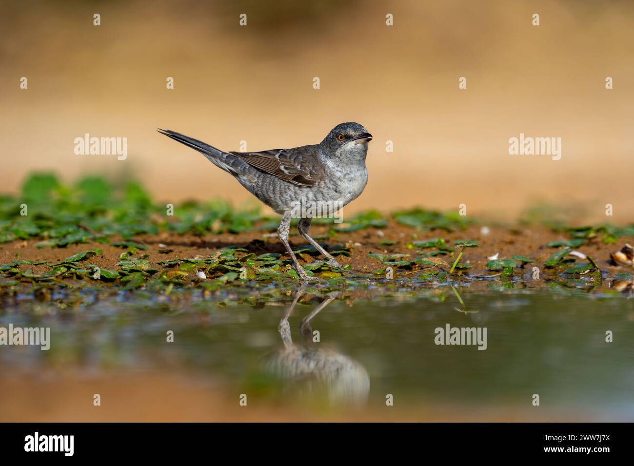 Paruline barrée près de l'eau la Paruline barrée (Curruca nisoria) est une paruline typique qui se reproduit dans les régions tempérées du centre et de l'est de l'Europ Banque D'Images