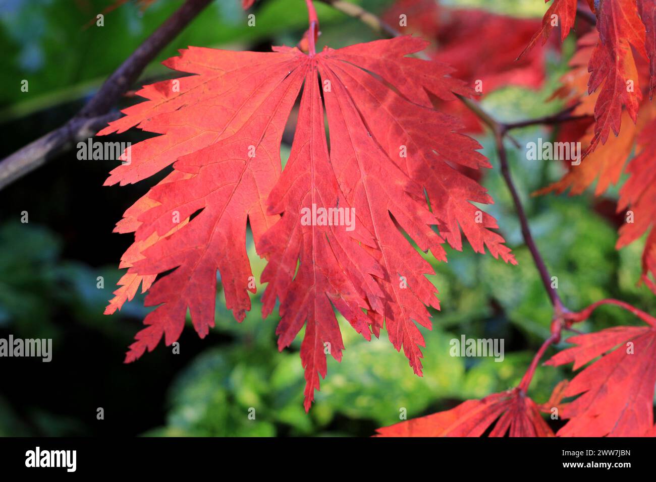 28/10/11 ..Acer japonicum aconitifolium 'The Fern Leaf Maple'..four Seasons jardin montrant toute sa couleur d'automne à Walsall, West Midlands... le prix Banque D'Images