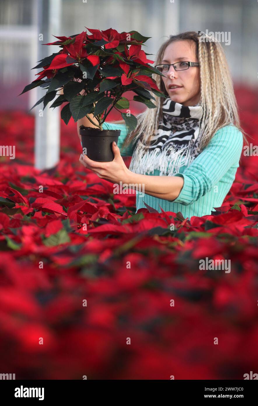 14/11/11..Quality Controller Izabela Zlotnik, 28 vérifie la qualité d'un poinsettias...poinsettias cultivés en Grande-Bretagne sont devenus si populaires qu'un Susse Banque D'Images