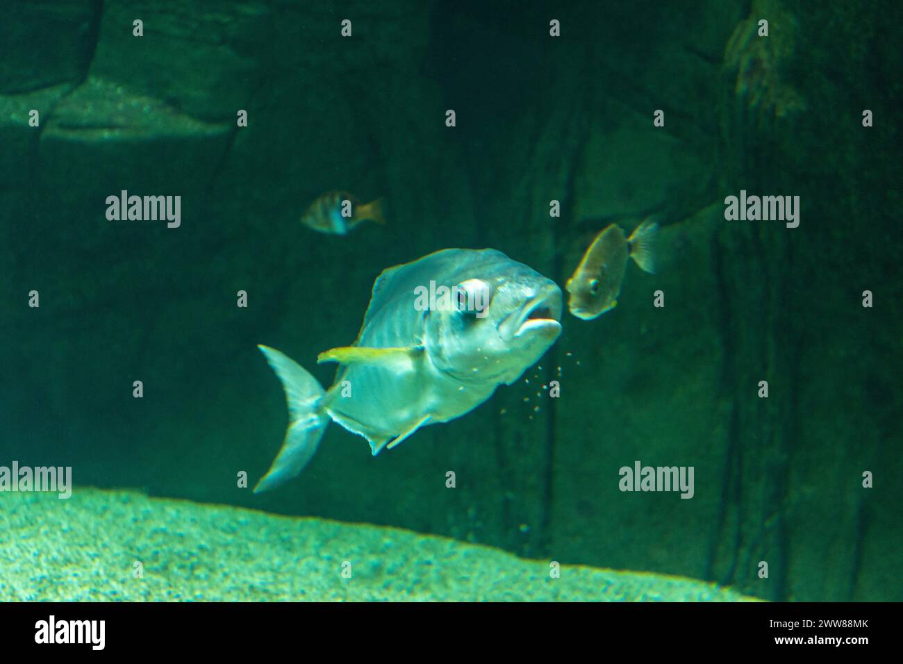 Différents poissons nageant dans l'aquarium marin. Banque D'Images