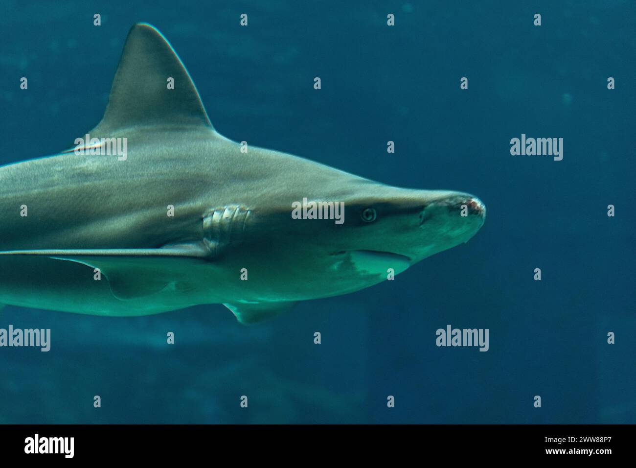 Requin Silvertip nageant dans l'aquarium de la mer profonde. Banque D'Images