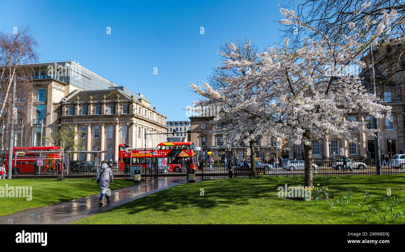 St Andrew Square, Édimbourg, Écosse, Royaume-Uni, 22 mars 2024. Météo Royaume-Uni : Cherry Tree Spring Blossom. Plusieurs cerisiers dans le jardin sont en pleine floraison créant un point focal lumineux pour les visiteurs. Crédit : Sally Anderson/Alamy Live News Banque D'Images
