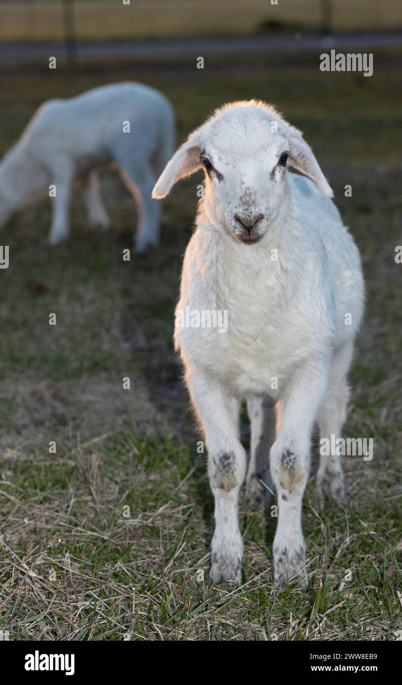 Mouton Katahdin blanc agneau regardant directement la caméra tout en se tenant debout sur un enclos herbeux utilisé par une exploitation de pâturage rotatif près de Raefor Banque D'Images