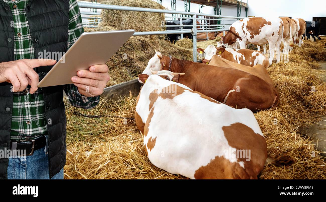 Contrôle de la qualité ferme laitière ou bio de bœuf. Agriculteur se tient à côté de vaches couchées et en utilisant une tablette numérique. Banque D'Images