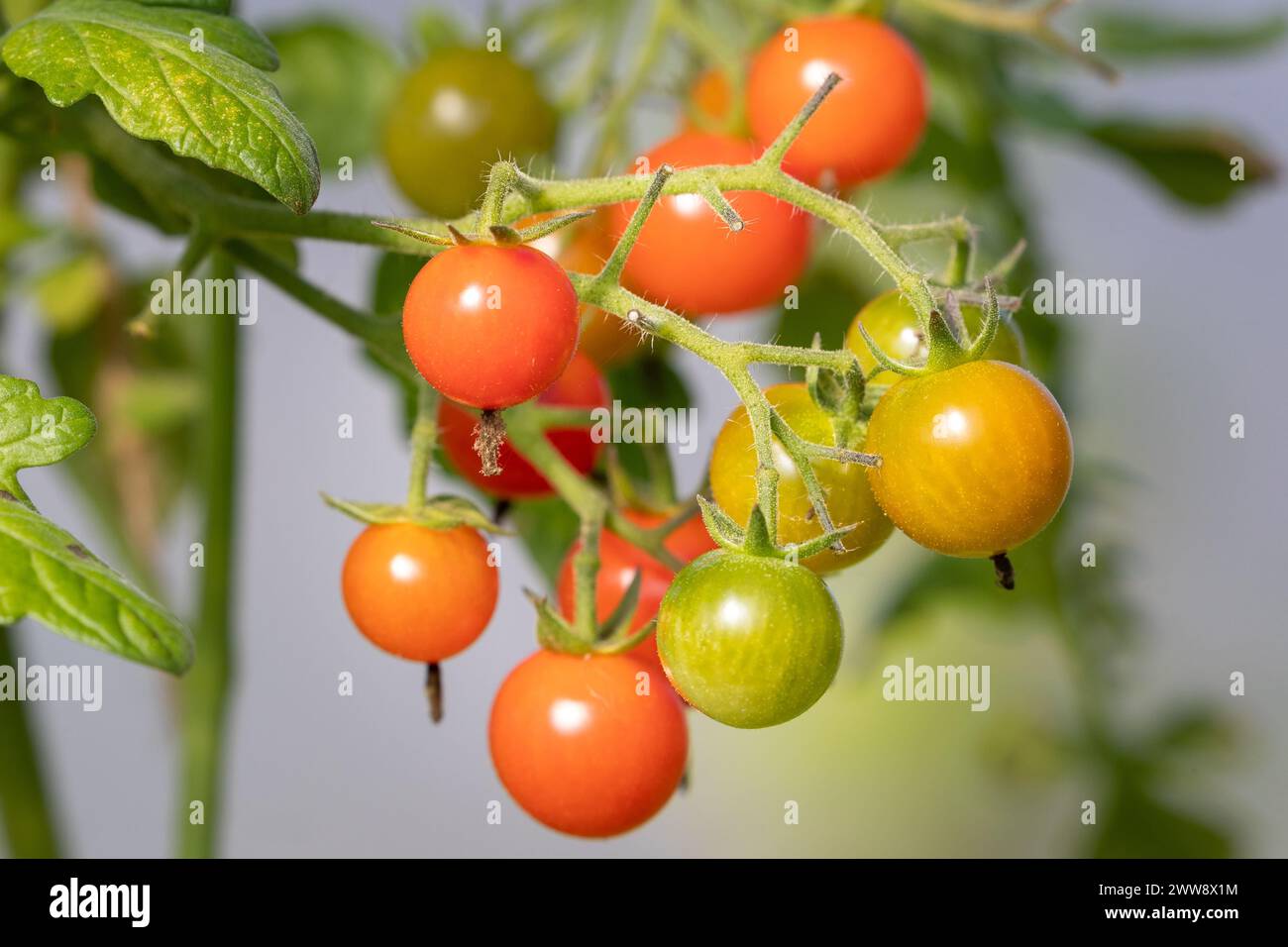 Tomates poussant en serre, certaines non mûres Banque D'Images