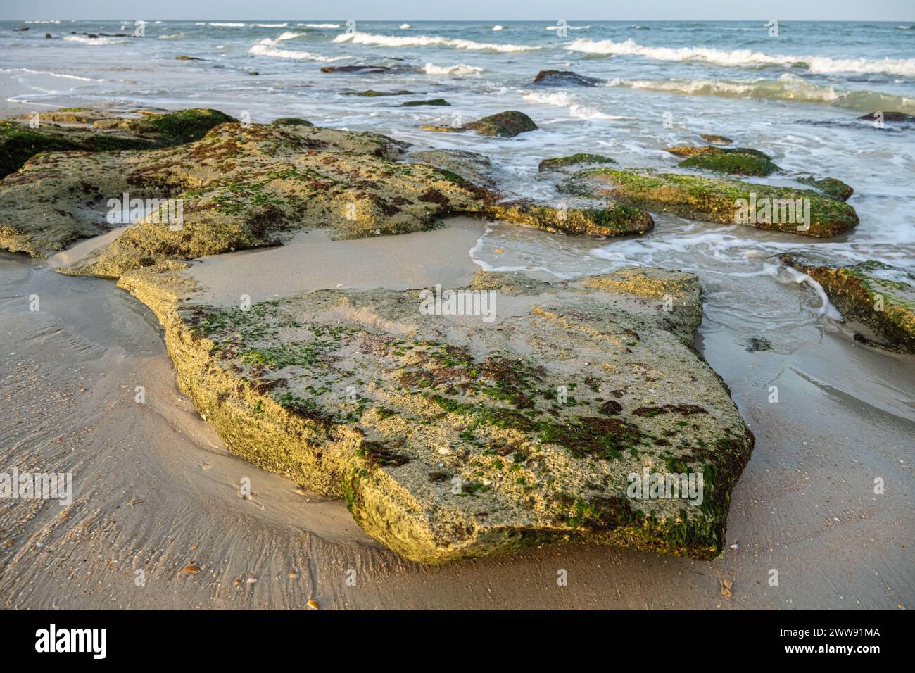 Coquina roche le long du rivage au Washington Oaks Gardens State Park à Palm Coast, en Floride. (ÉTATS-UNIS) Banque D'Images