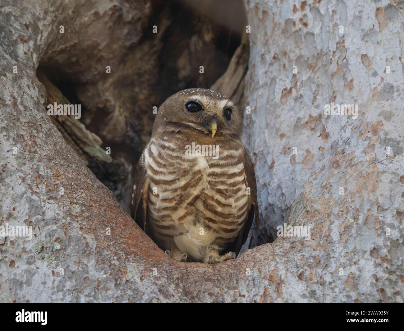 Hibou à sourcils blancs, Athene superciliaris, Parc national de Zombitse-Vohibasia, Madagascar Banque D'Images