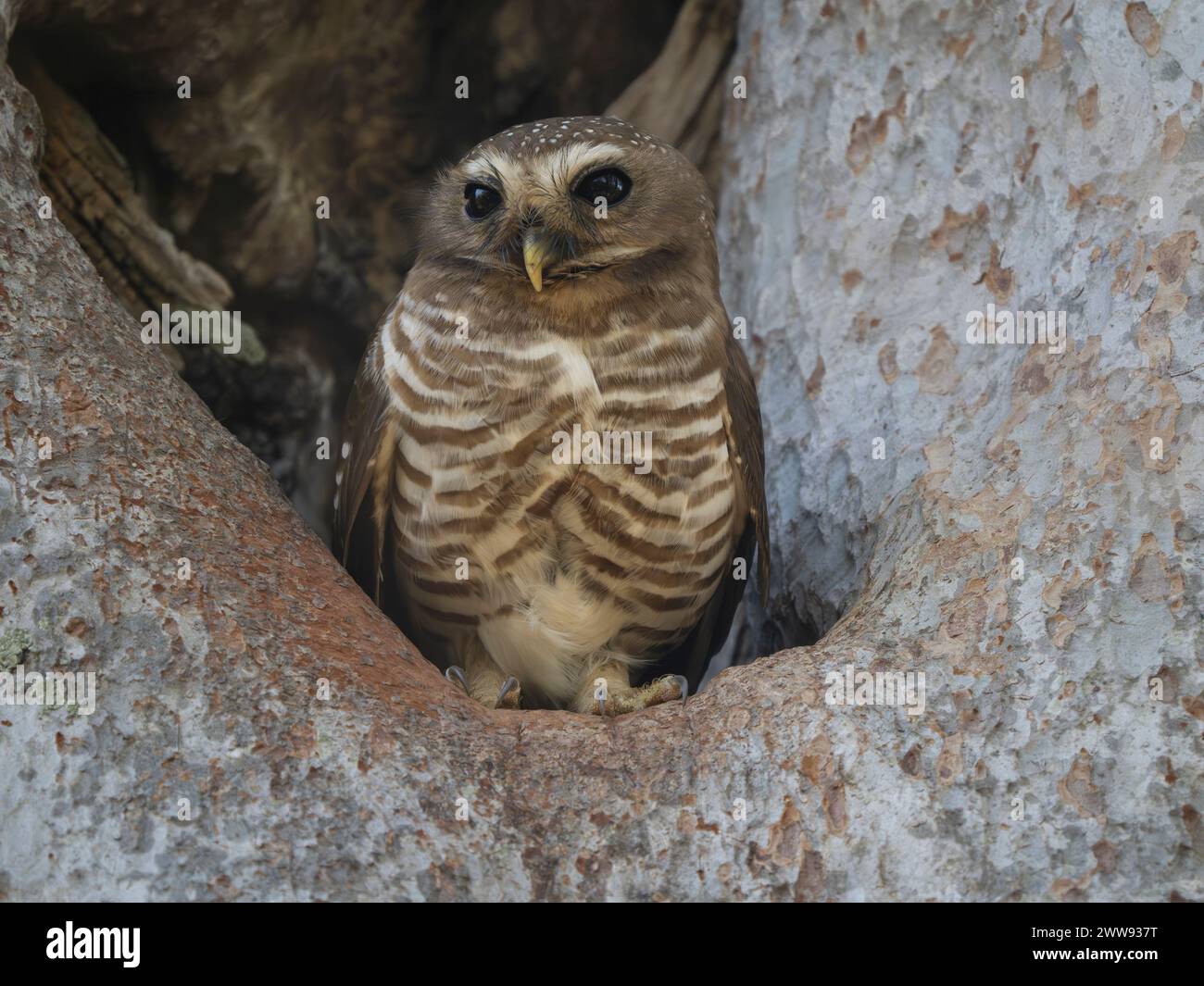 Hibou à sourcils blancs, Athene superciliaris, Parc national de Zombitse-Vohibasia, Madagascar Banque D'Images