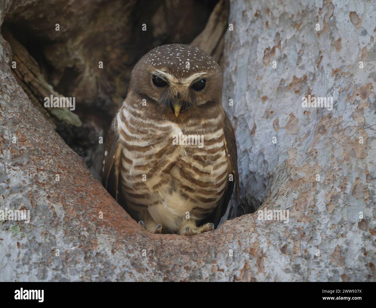 Hibou à sourcils blancs, Athene superciliaris, Parc national de Zombitse-Vohibasia, Madagascar Banque D'Images