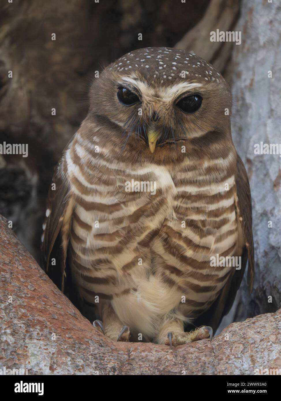 Hibou à sourcils blancs, Athene superciliaris, Parc national de Zombitse-Vohibasia, Madagascar Banque D'Images