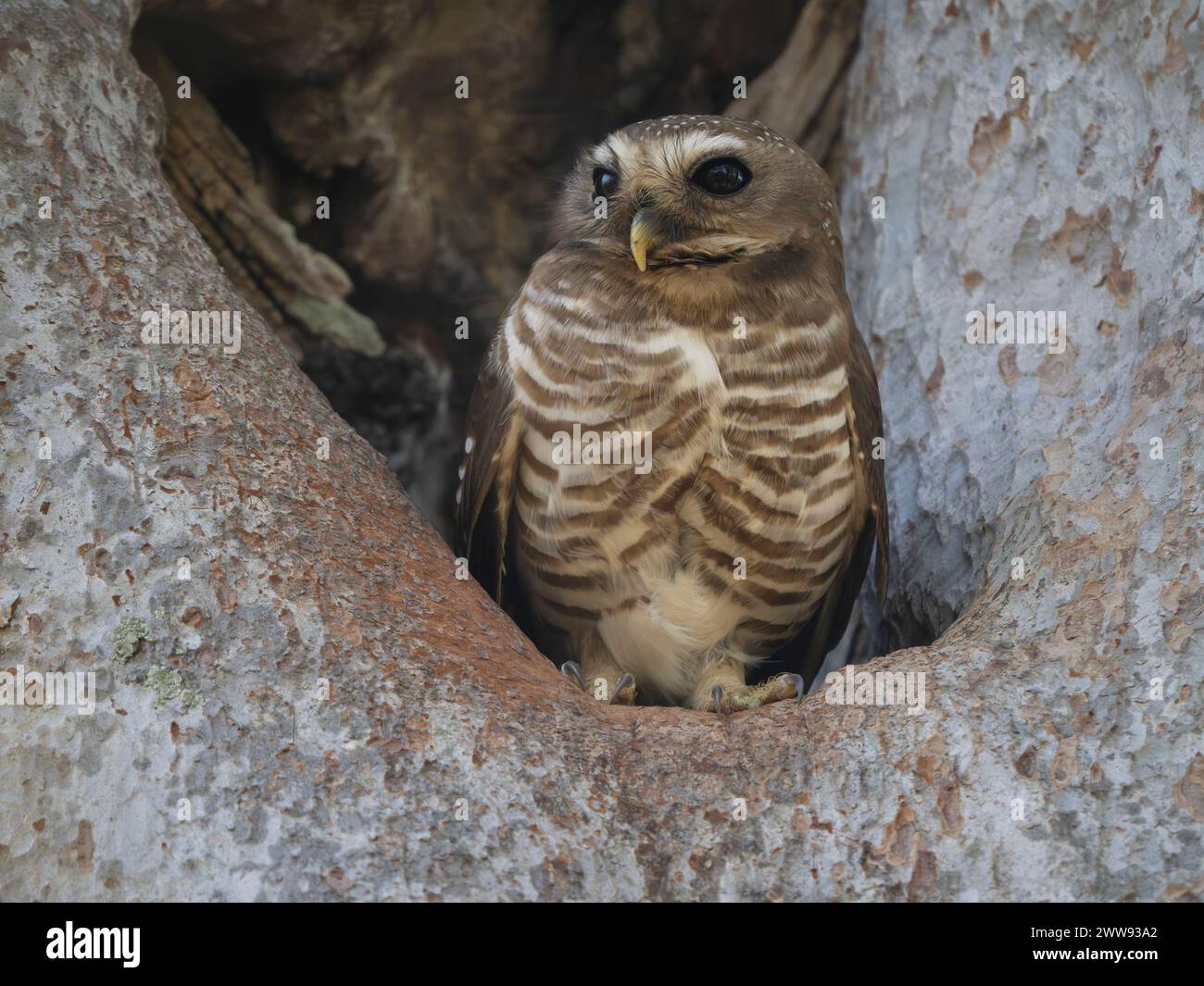 Hibou à sourcils blancs, Athene superciliaris, Parc national de Zombitse-Vohibasia, Madagascar Banque D'Images