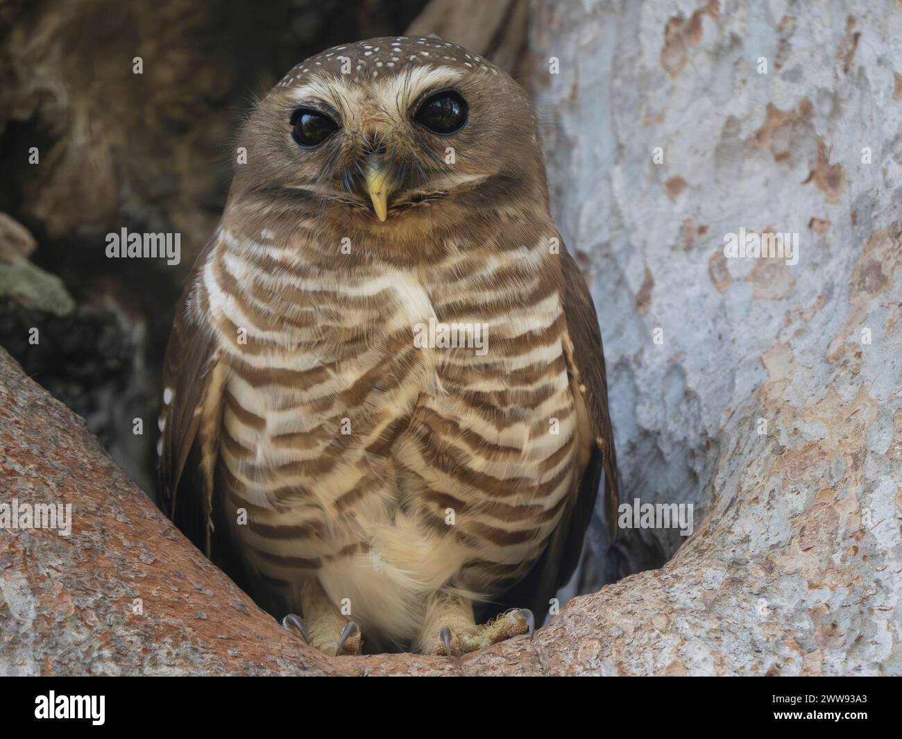 Hibou à sourcils blancs, Athene superciliaris, Parc national de Zombitse-Vohibasia, Madagascar Banque D'Images