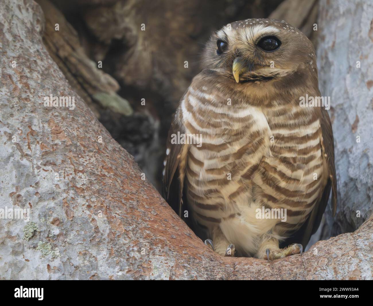 Hibou à sourcils blancs, Athene superciliaris, Parc national de Zombitse-Vohibasia, Madagascar Banque D'Images