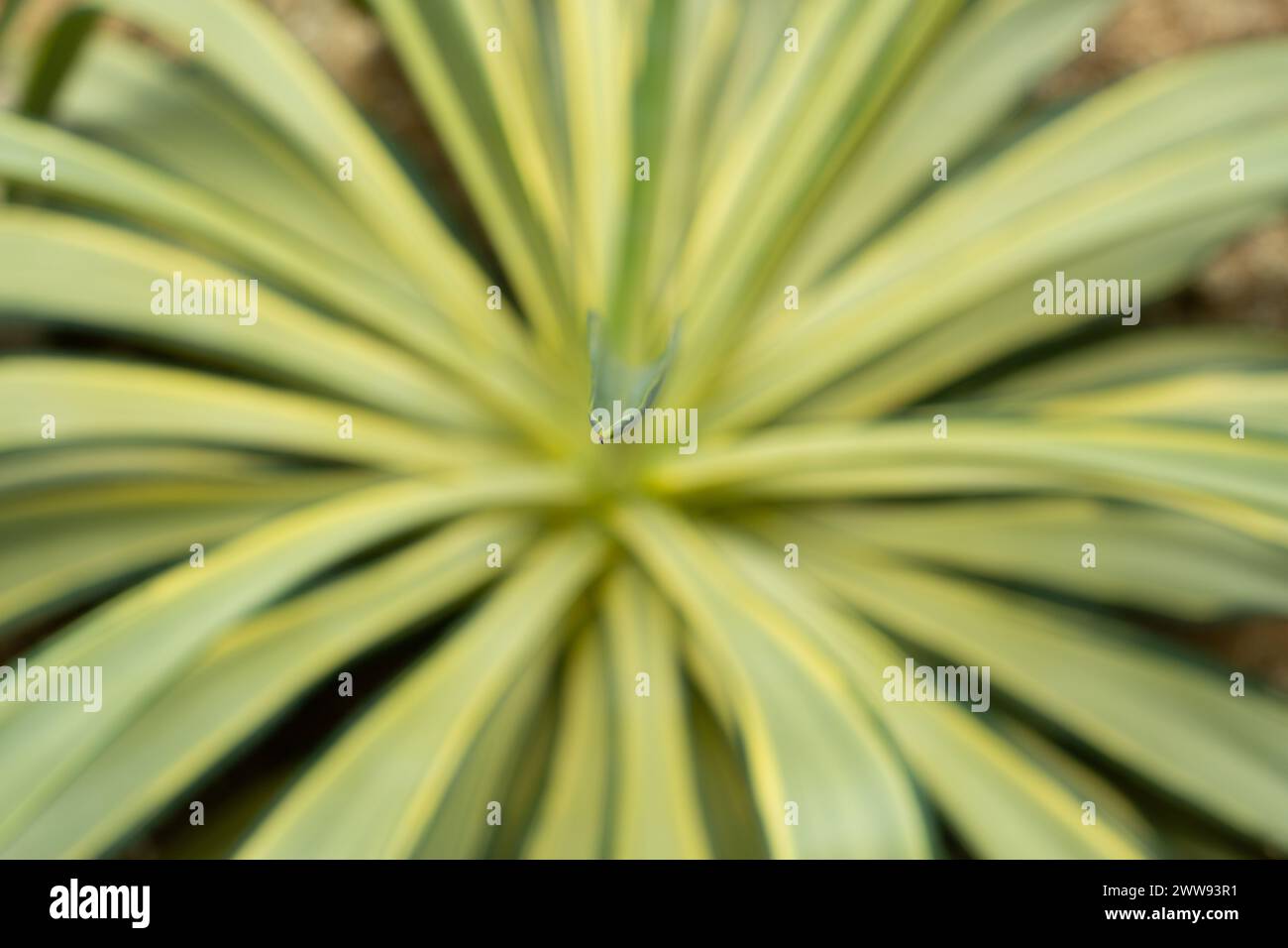 Une très faible profondeur de champ se concentrant sur une pointe de feuille pointue d'une grande pomme de terre agave Kishoukan. Banque D'Images