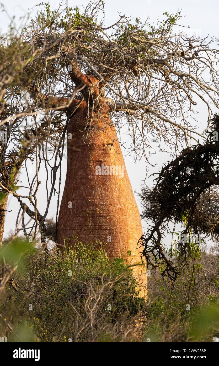Fony baobab, Adansonia rubrostipa, Toliary-II, Atsimo Andrefana, Madagascar Banque D'Images