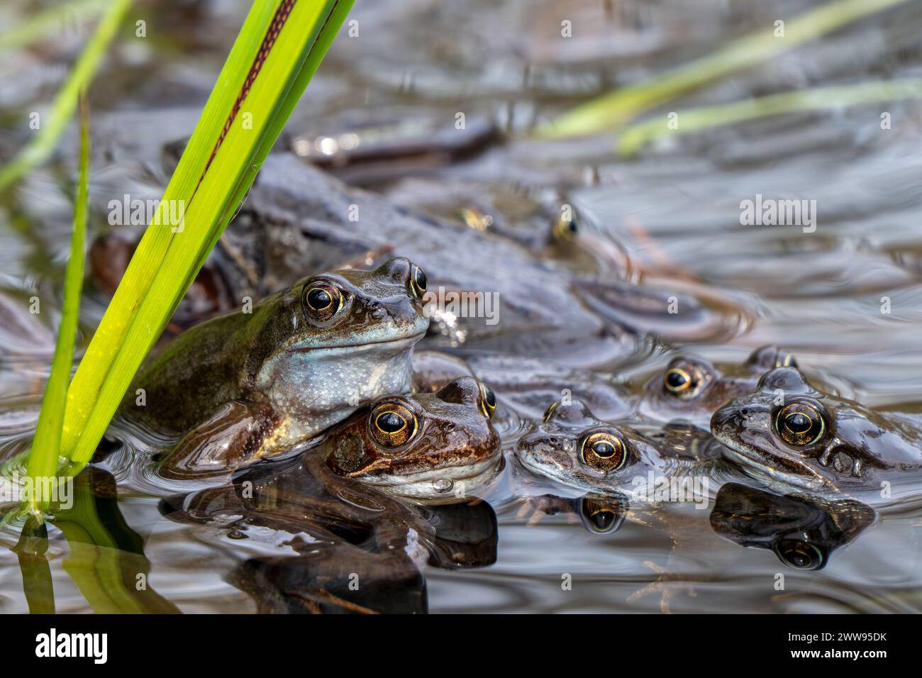 Grenouilles communes européennes / grenouilles brunes et paire de grenouilles herbacées amplement (Rana temporaria) se rassemblant dans un étang pendant la saison de frai / reproduction au printemps Banque D'Images