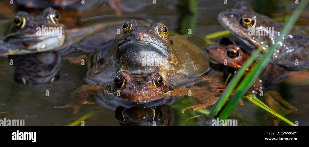 Grenouilles communes européennes / grenouilles brunes et paires de grenouilles herbacées (Rana temporaria) en amplexus se rassemblant dans l'étang pendant la saison de frai / reproduction au printemps Banque D'Images