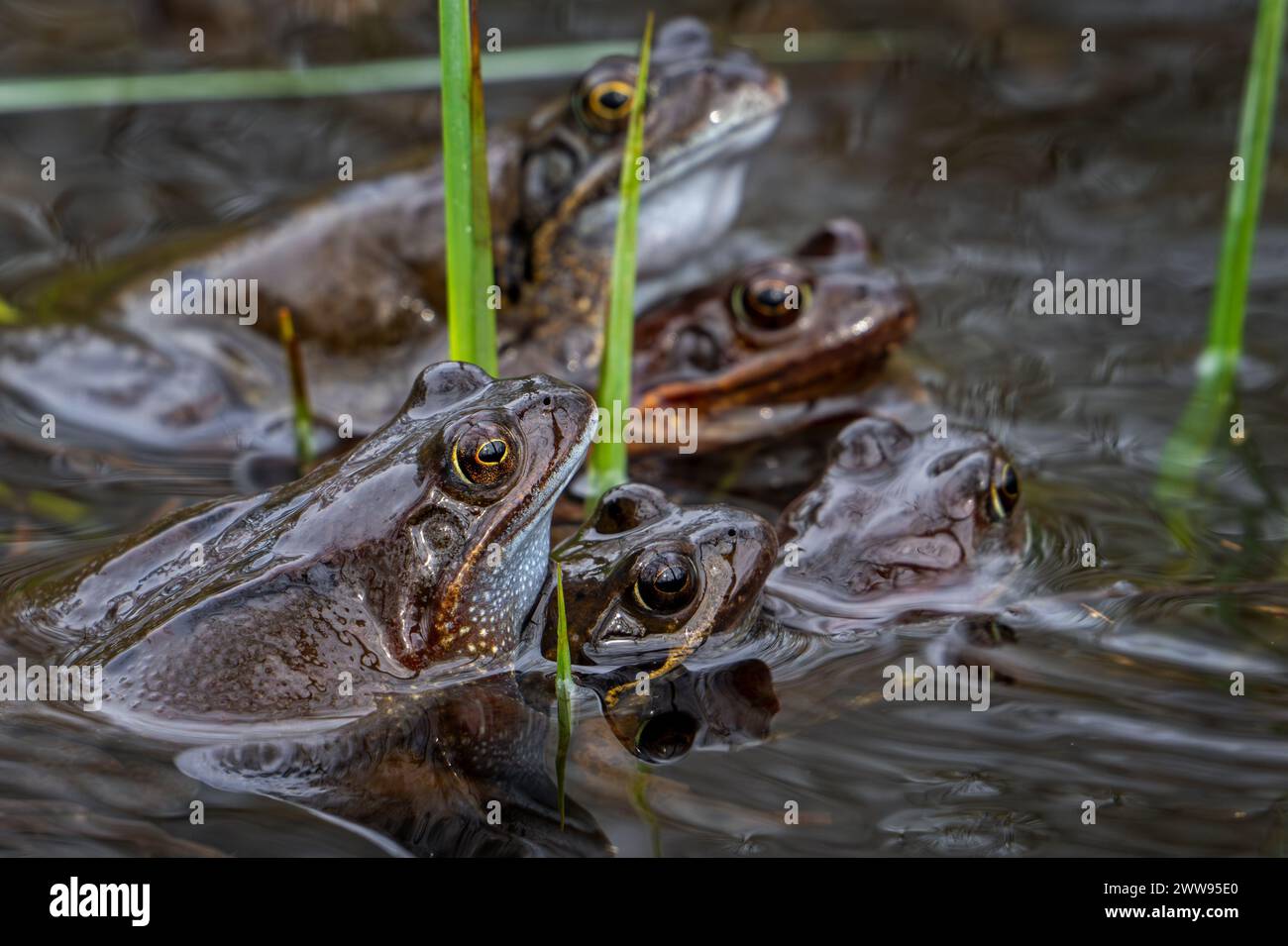 Grenouilles brunes communes européennes et paires de grenouilles graminées (Rana temporaria) dans l'amplexus se rassemblant parmi les frayères dans l'étang en saison de frai/accouplement au printemps Banque D'Images