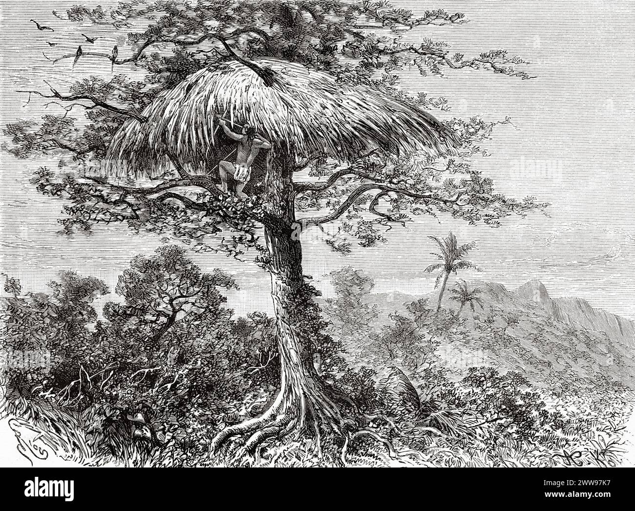 Point de vue dans un arbre pour chasser les oiseaux dans la jungle, Guyane française, Amérique du Sud. Dessin d'Edouard Riou (1833 - 1900) de Cayenne aux Andes (1878-1879) de Jules Crevaux (1847 - 1882) le Tour du monde 1880 Banque D'Images