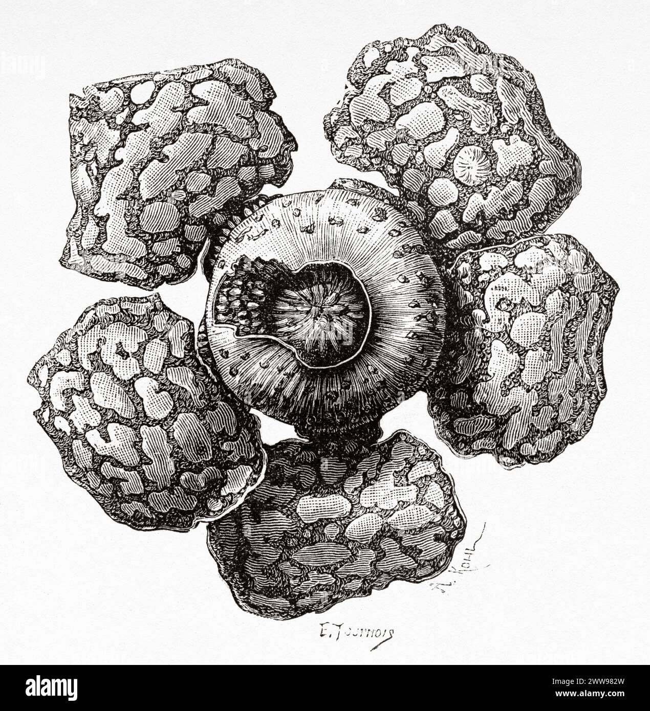 Fleur de la Rafflesia Arnoldi dans le Padangse Bovenlanden, île de Sumatra. Indonésie. Dessin de E. tournois, à travers l'île de Sumatra 1877 par Daniel David Veth (1850 - 1885) le Tour du monde 1880 Banque D'Images