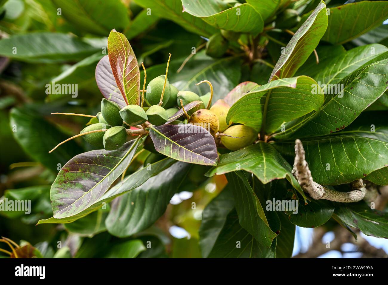 Trinidad - amande indienne (Terminalia Catappa) Teteron Bay Banque D'Images