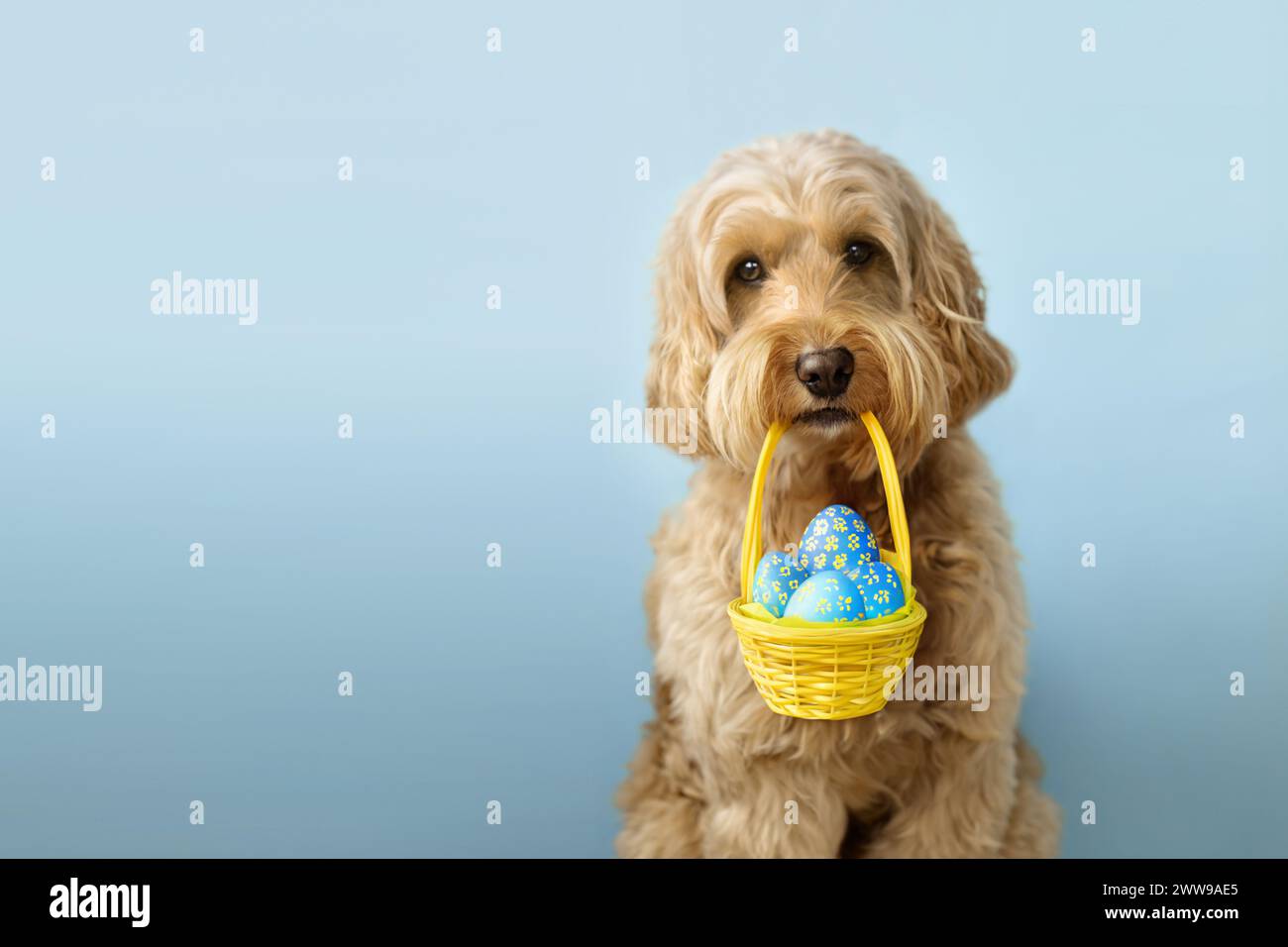 Chien mignon portant un panier de Pâques rempli d'œufs de Pâques Banque D'Images