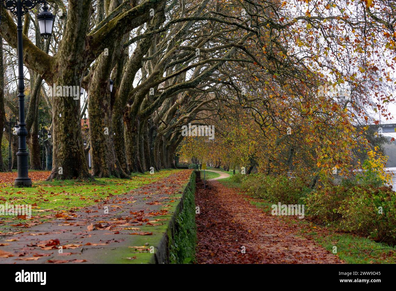 beau tunnel de sycomores en automne Banque D'Images