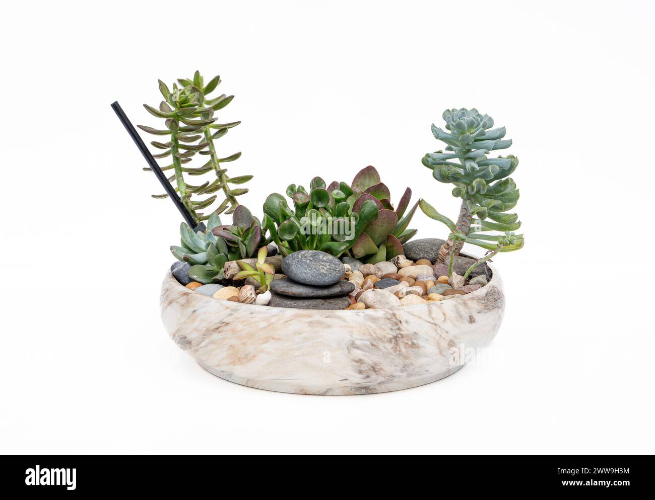 Succulentes du sud-est dans un pot Banque D'Images