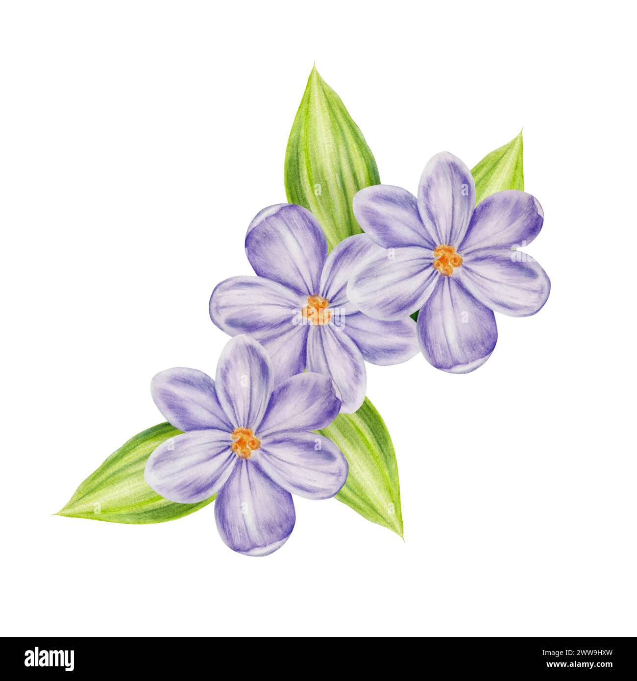 Composition aquarelle avec bouquet de fleurs de crocus violettes fleuries et feuilles isolées sur fond blanc. Modèles botaniques de printemps et de pâques, Banque D'Images