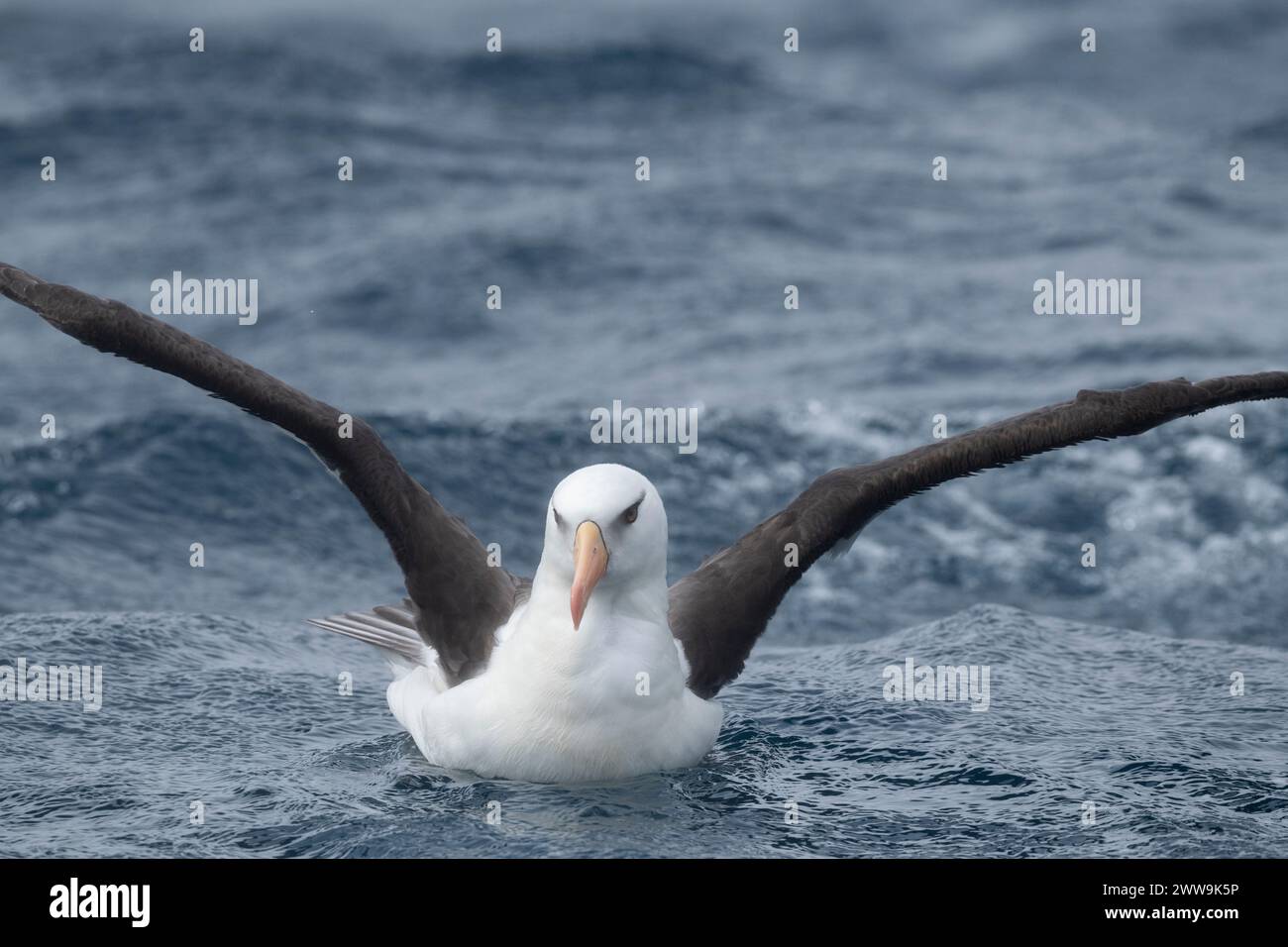 Nouvelle-Zélande, îles subantarctiques, île Campbell. Albatros de Campbell (Thalassarche impavida) ou mollymawk de Campbell, sous-espèce de sourcils noirs. Banque D'Images