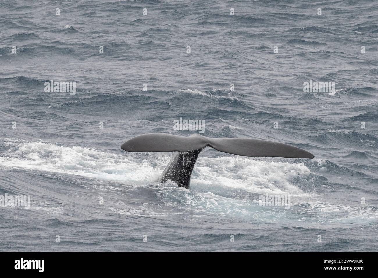 Nouvelle-Zélande, îles subantarctiques. Au large de Campbell Island, baleine franche méridionale, queue. Banque D'Images