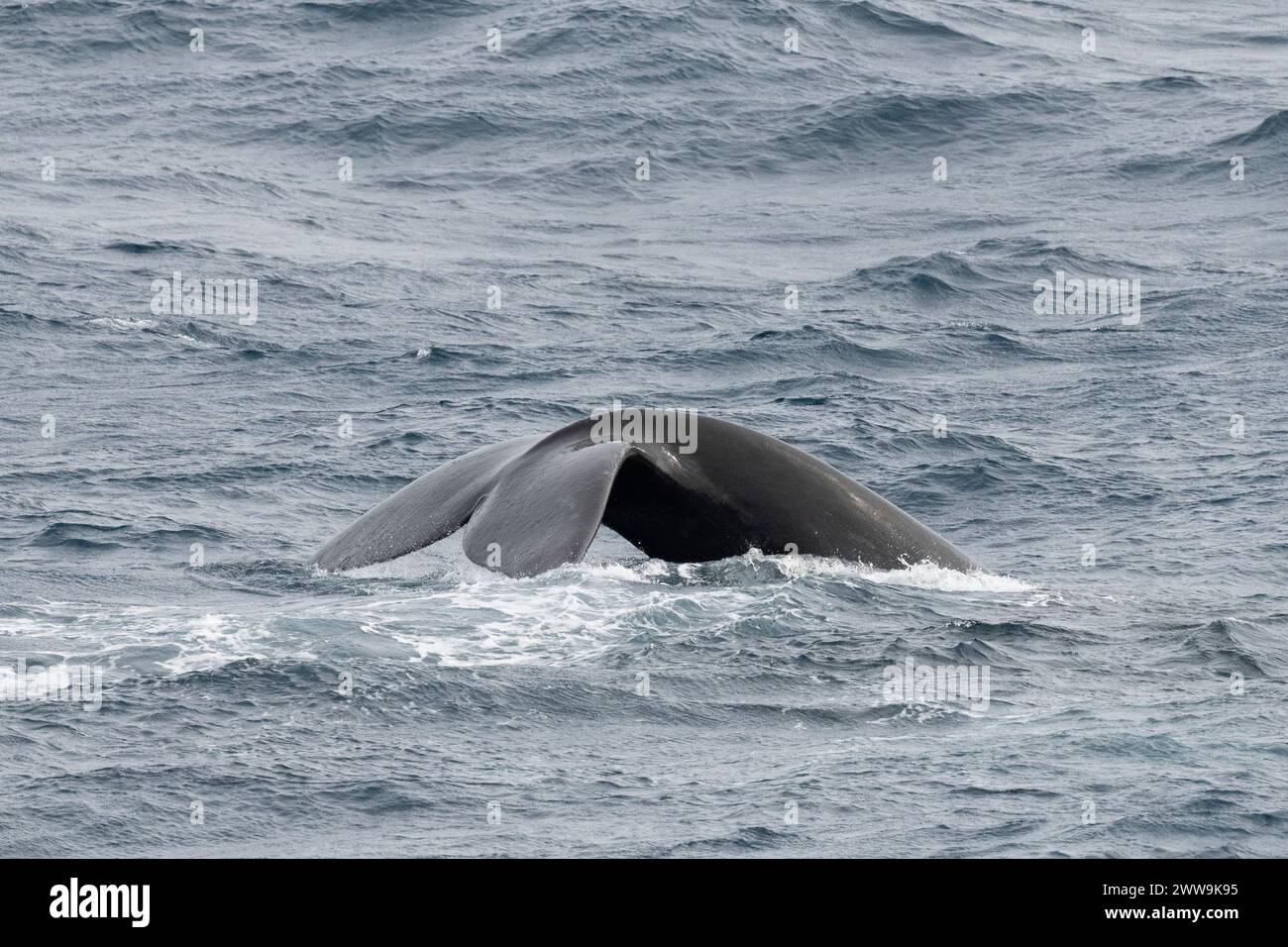 Nouvelle-Zélande, îles subantarctiques. Au large de Campbell Island, baleine franche méridionale, queue. Banque D'Images