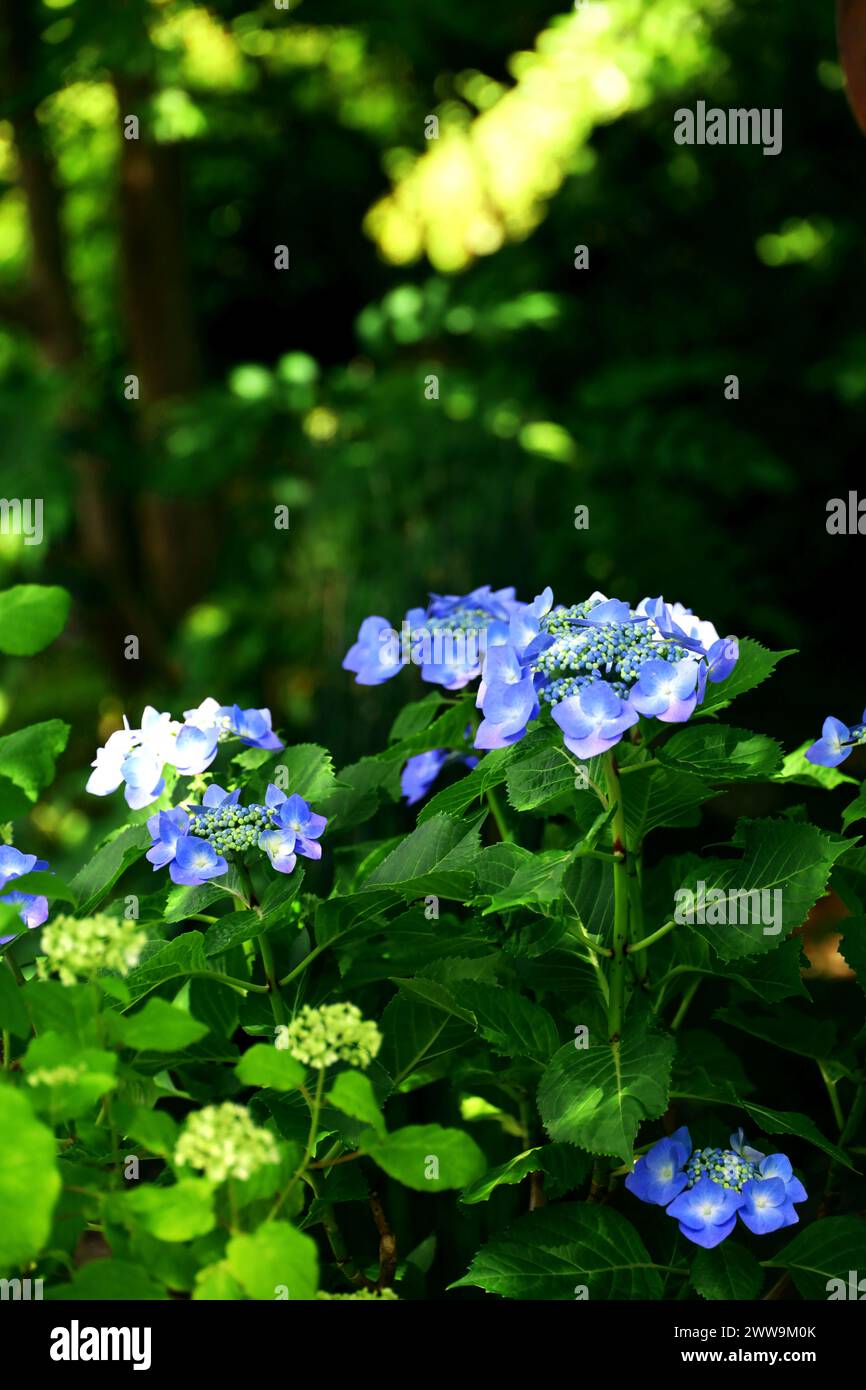 Belles fleurs bleues d'hortensia de montagne fleurissant au milieu d'une verdure fraîche Banque D'Images Belles fleurs bleues d'hortensia de montagne fleurissant au milieu d'une verdure fraîche Banque D'Images