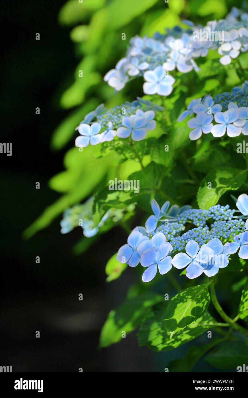Belles fleurs bleues d'hortensia de montagne fleurissant au milieu d'une verdure fraîche Banque D'Images Belles fleurs bleues d'hortensia de montagne fleurissant au milieu d'une verdure fraîche Banque D'Images