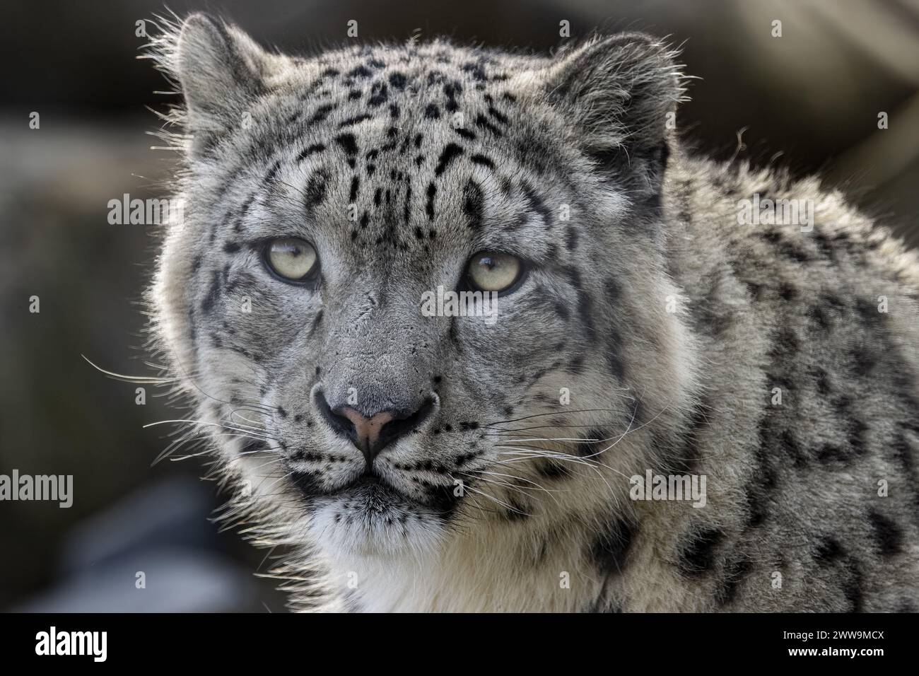 Homme Snow Leopard Banque D'Images