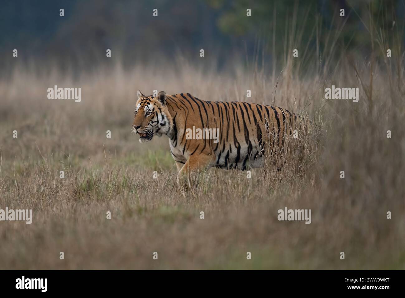 Grand tigre connu sous le nom de T46 (mâle Bhaisanghat) pris en février 2024, Kanha Tiger Reserve, Inde Banque D'Images