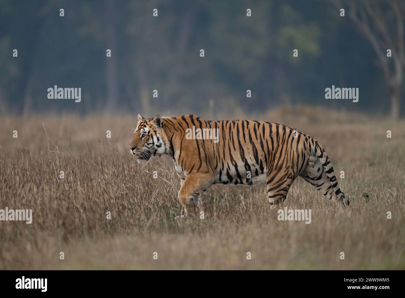 Grand tigre connu sous le nom de T46 (mâle Bhaisanghat) pris en février 2024, Kanha Tiger Reserve, Inde Banque D'Images