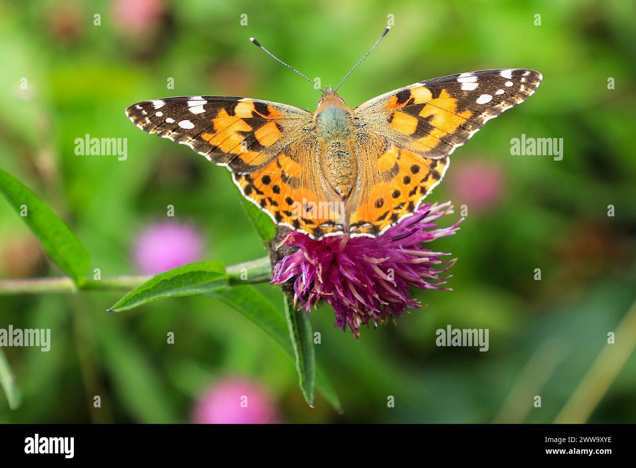 A Painted Lady (Vanessa cardui) Butterfly, Angleterre, Royaume-Uni Banque D'Images