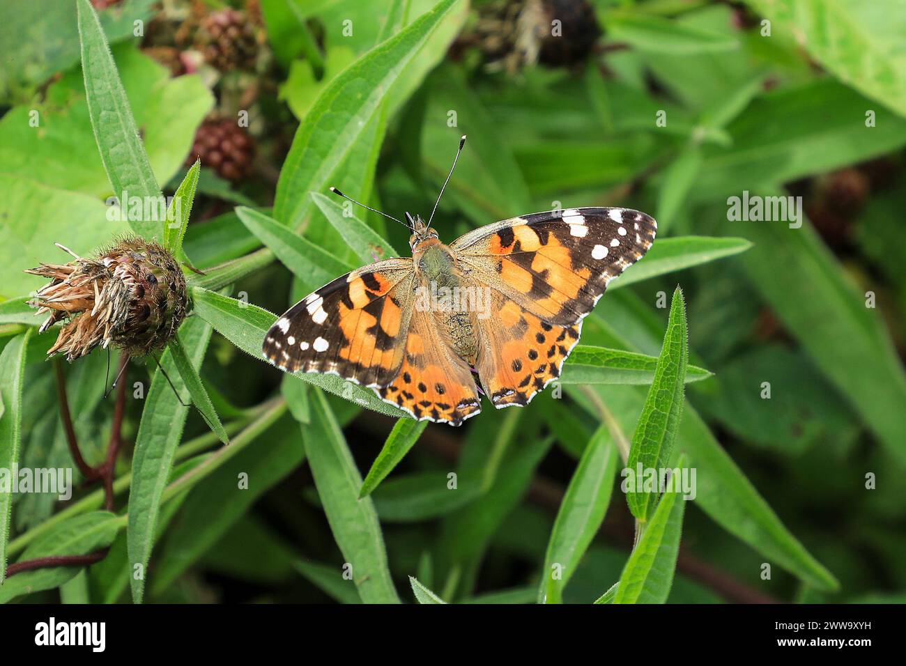 A Painted Lady (Vanessa cardui) Butterfly, Angleterre, Royaume-Uni Banque D'Images