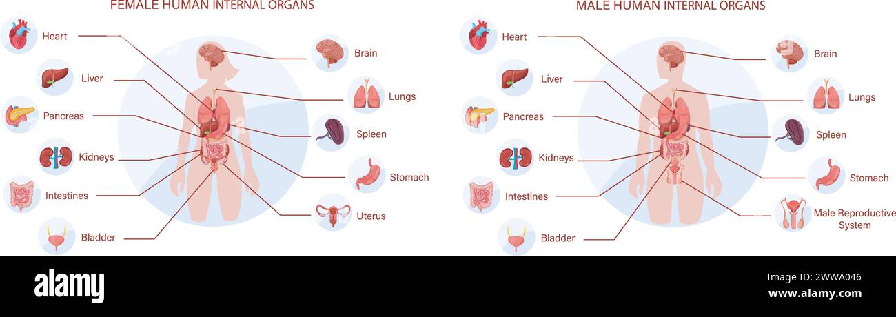 Un guide visuel complet des organes internes humains féminins et masculins, illustrant l'anatomie et le positionnement des systèmes corporels vitaux pour l'éducation Illustration de Vecteur