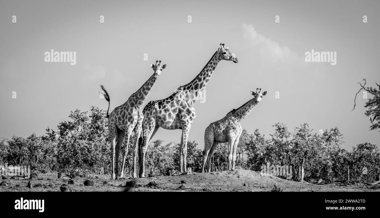 Trois girafe, en photographie noir et blanc, au Botswana, Afrique Banque D'Images