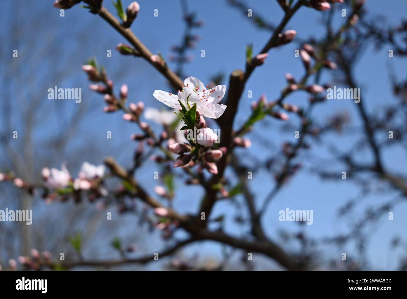 fleur de pêche rose clair sur la branche en journée ensoleillée dans le jardin Banque D'Images