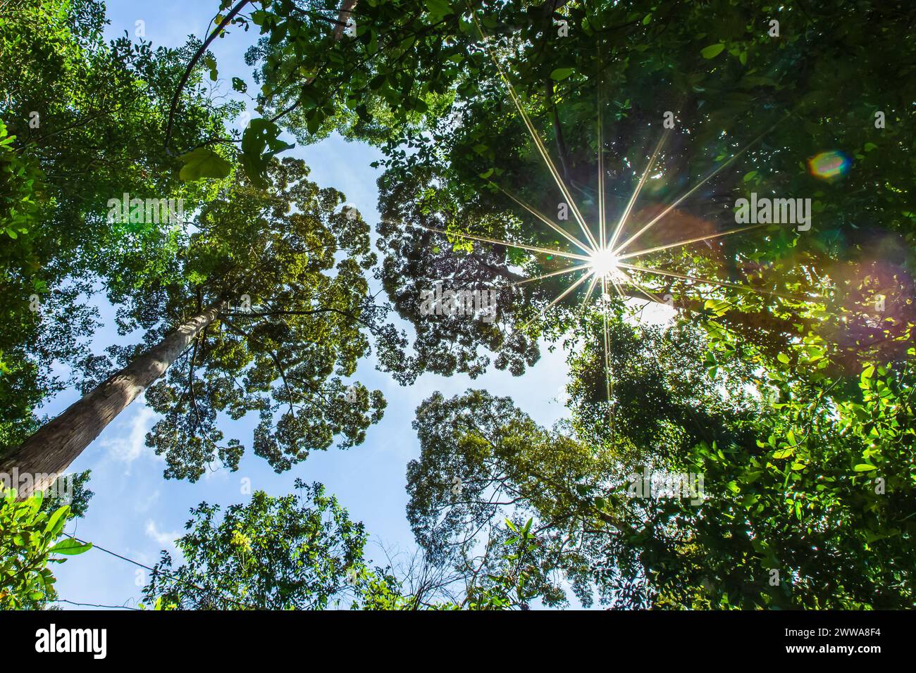 En regardant le tronc d'un grand arbre de la jungle dans la réserve forestière de Klias, Beaufort Sabah, Malaisie. Banque D'Images