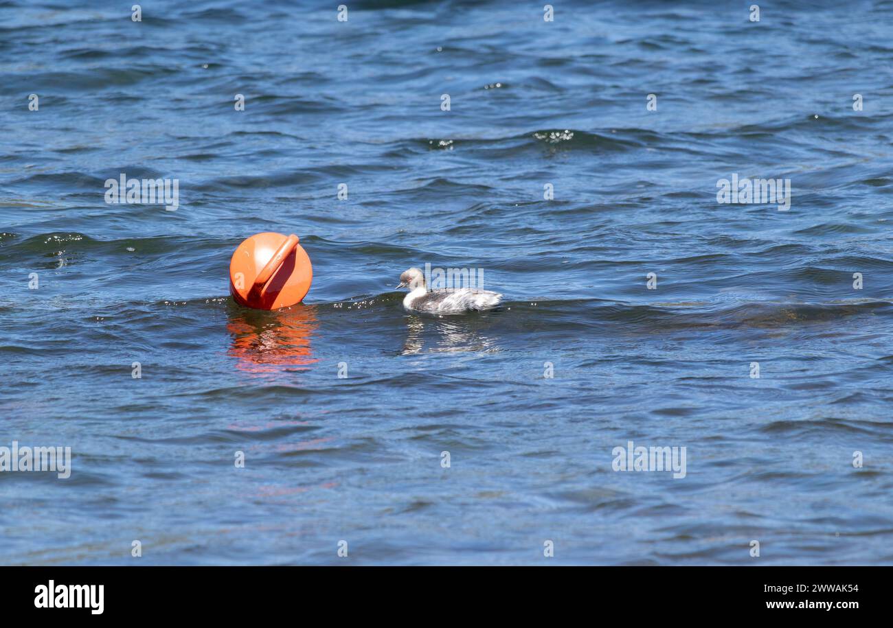 Image horizontale de Podiceps occipitalis isolé flottant sur l'eau calme près d'une bouée orange Banque D'Images