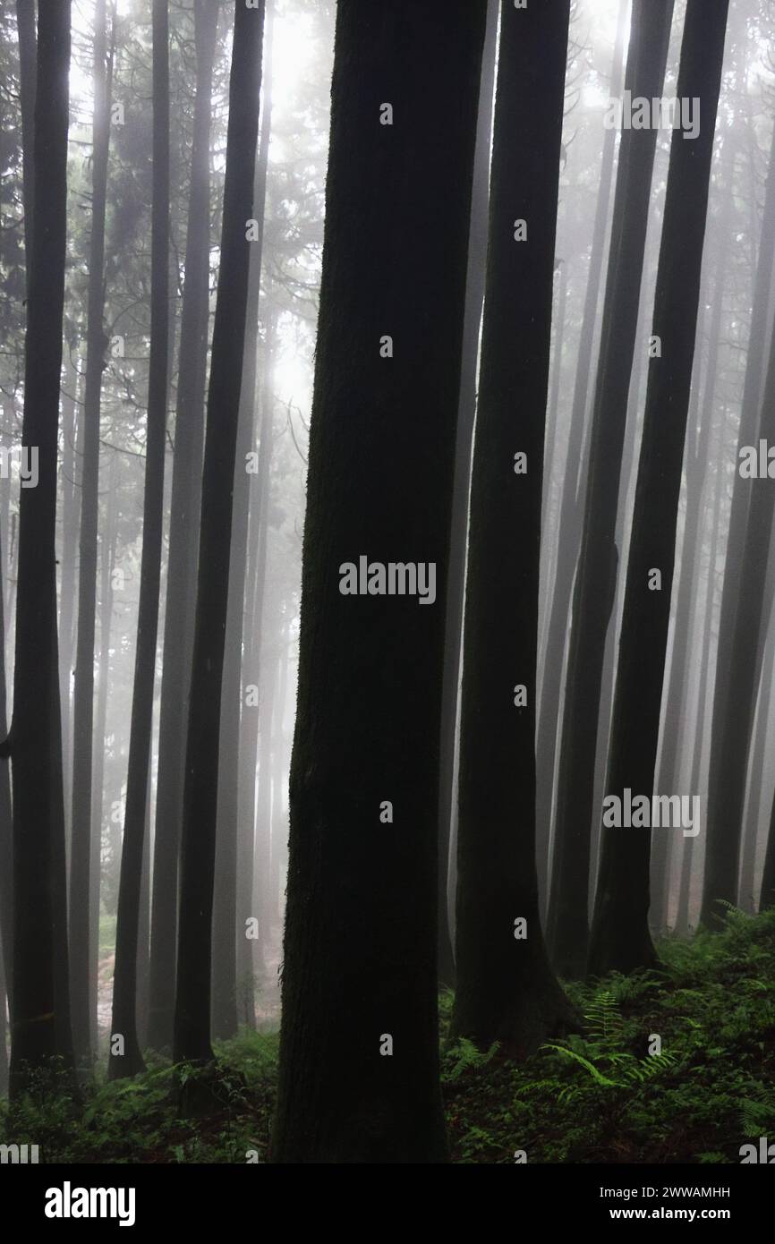 forêt de pins brumeuse et enchantée de lepcha jagat, un petit village himalayen près de la station de darjeeling hill dans l'ouest du bengale, inde Banque D'Images