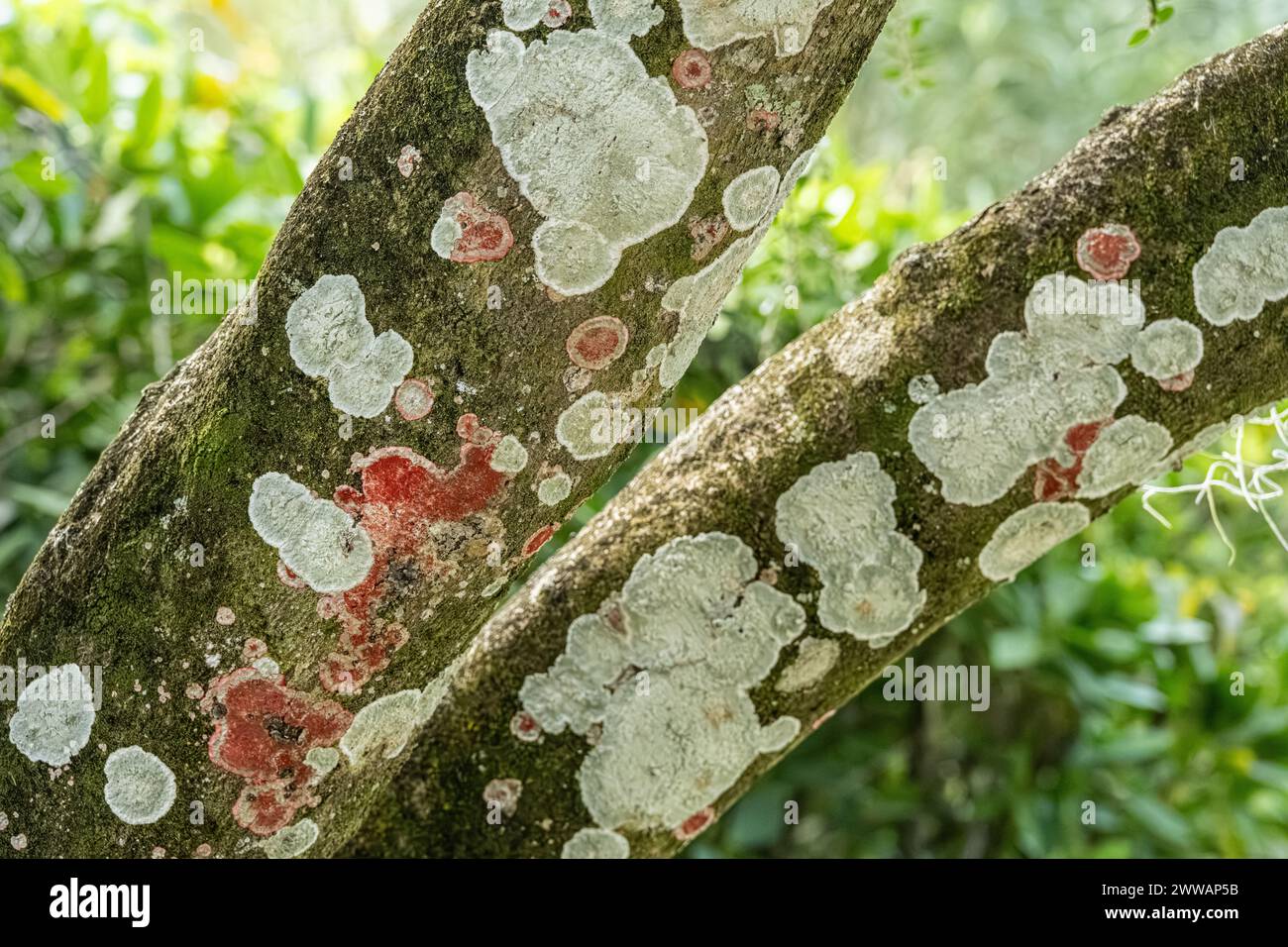 Lichen rouge et blanc poussant sur un arbre au Washington Oaks Gardens State Park à Palm Coast, Floride. (ÉTATS-UNIS) Banque D'Images