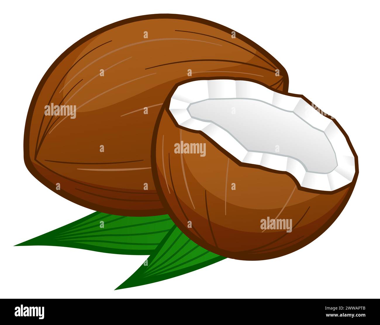 Illustration de dessin animé de noix de coco sur fond blanc Illustration de Vecteur