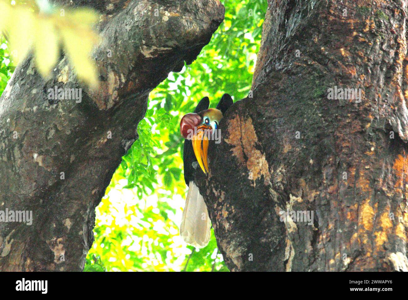 Un individu mâle de Hornbill à boutons (Rhyticeros cassidix) dans la réserve naturelle de Tangkoko, Sulawesi du Nord, Indonésie. L’Union internationale pour la conservation de la nature (UICN) conclut que la hausse des températures a conduit, entre autres, à des changements écologiques, comportementaux et physiologiques dans les espèces sauvages et la biodiversité. « En plus de l'augmentation des taux de maladies et de la dégradation des habitats, le changement climatique provoque également des changements dans les espèces elles-mêmes, qui menacent leur survie », ont-ils écrit dans une publication sur IUCN.org. Pendant ce temps, Scale Climate action a ajouté que la hausse des températures... Banque D'Images